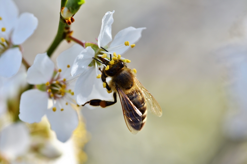 jardinerie-CASTELLAR-min_bee-4092986